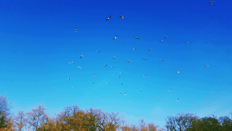 Tegen een blauwe lucht zijn alle vogels zwart Jan Arends